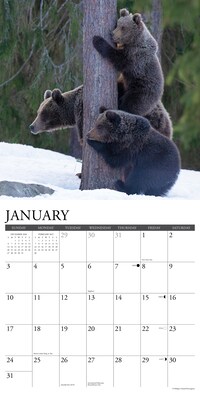 2027 Willow Creek Grizzlies  12" x 12" Monthly Wall Calendar (60575)