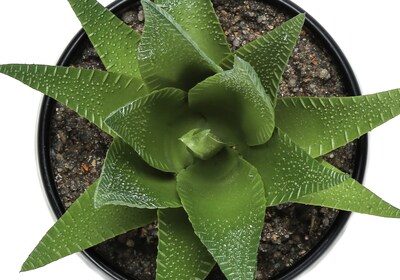 Monarch Specialties Inc. 6" Artificial Succulent Plants, 3/Set (I 9556)