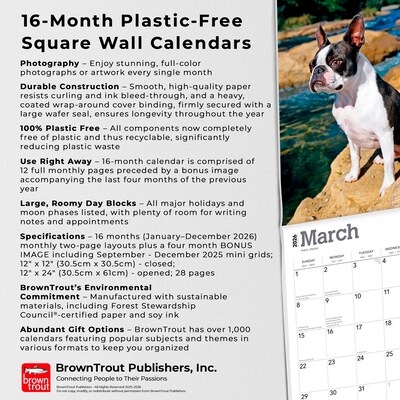 2026 BrownTrout Boston Terriers 12" x 12" Monthly Wall Calendar (9798330702602)