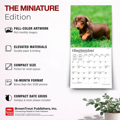 2027 BrownTrout Dachshund Puppies 7" x 7" Monthly Wall Calendar, Assorted Colors (9798330709977)