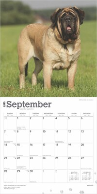 2025 BrownTrout Mastiffs 12" x 12" Monthly Square Wall Calendar (9781975477417)