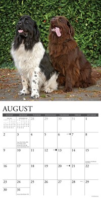 2026 Willow Creek Newfoundlands 12" x 12" Monthly Wall Calendar (52174)