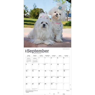 2027 BrownTrout Maltese 12" x 12" Monthly Wall Calendar (9798330714742)