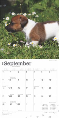 2025 BrownTrout Jack Russell Terrier Puppies 12" x 12" Monthly Wall Calendar (9781975477226)