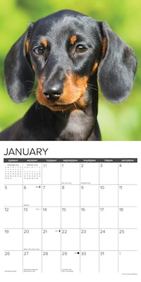 2025 Willow Creek Just Miniature Dachshunds 12" x 12" Monthly Wall Calendar (43912)