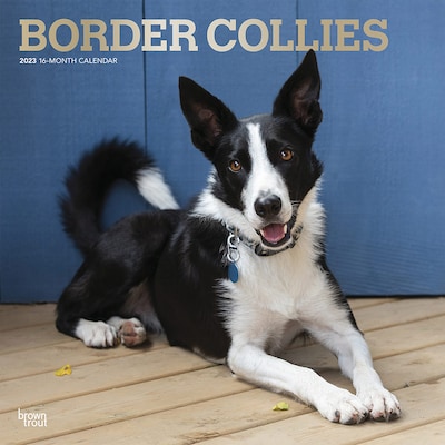 2023 BrownTrout Border Collies 12 x 12 Monthly Wall Calendar (9781975451264)