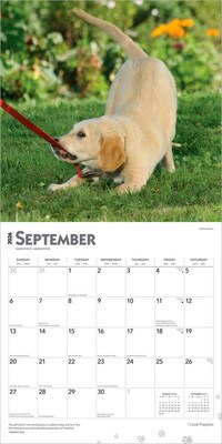 2026 BrownTrout I Love Puppies 12" x 12" Monthly Wall Calendar (9798330705283)