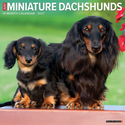 2027 Willow Creek Miniature Dachshunds 12 x 12 Monthly Wall Calendar, Assorted Colors (61206)