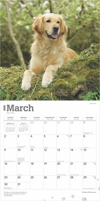 2025 BrownTrout Golden Retrievers 12" x 12" Monthly Square Wall Calendar (9781975477073)