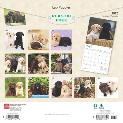 2025 BrownTrout Labrador Retriever Puppies 12 x 12 Monthly Wall Calendar (9781975477301)