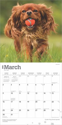 2025 BrownTrout Cavalier King Charles Spaniels 12" x 12" Monthly Wall Calendar (9781975476823)