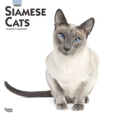 2023 BrownTrout Siamese Cats 12 x 12 Monthly Wall Calendar, (9781975452797)