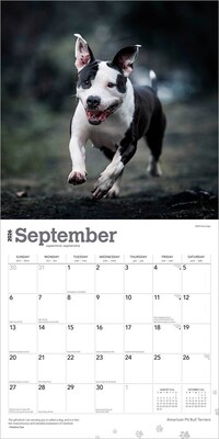2026 BrownTrout American Pit Bull Terriers 12" x 12" Monthly Wall Calendar (9798330702091)
