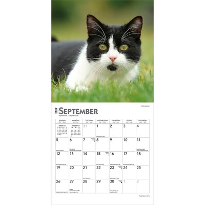2027 BrownTrout Cat Lovers 7" x 7" Monthly Wall Calendar, Assorted Colors (9798330709717)
