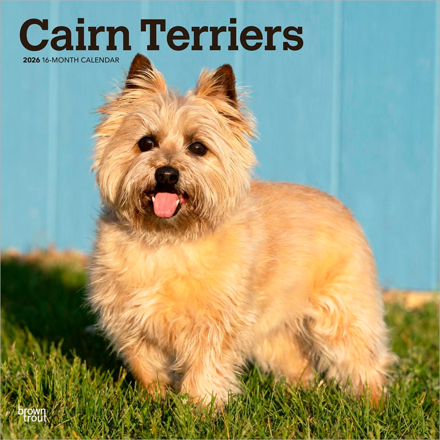 2026 BrownTrout Cairn Terriers 12 x 12 Monthly Wall Calendar (9798330702701)