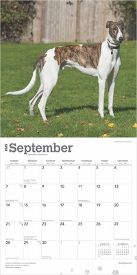2025 BrownTrout Greyhounds 12" x 12" Monthly Wall Calendar (9781975477127)