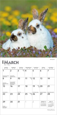 2026 BrownTrout Honey Bunny 7" x 7" Monthly Wall Calendar (9798330703647)
