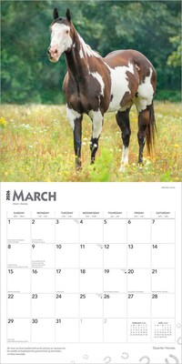 2026 BrownTrout Quarter Horses 12" x 12" Monthly Wall Calendar (9798330705290)