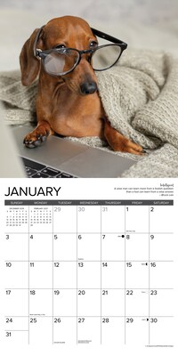 2027 Willow Creek Dachshund Rules  12" x 12" Monthly Wall Calendar (59951)