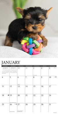 2026 Willow Creek Yorkie Puppies 12" x 12" Monthly Wall Calendar, Reversible (53362)