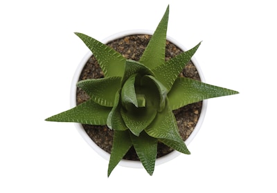 Monarch Specialties Inc. 6" Artificial Succulent Plant in Pot, 3/Set (I 9555)