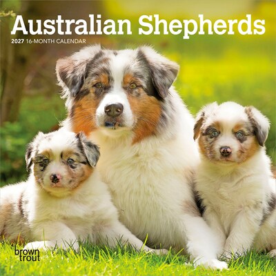 2027 BrownTrout Australian Shepherds 7 x 7 Monthly Wall Calendar, Assorted Colors (9798330709878)