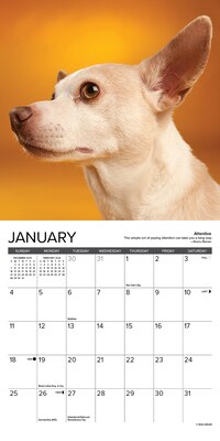 2026 Willow Creek Chihuahua Rules 7" x 7" Monthly Wall Calendar (53508)