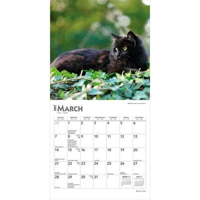 2027 BrownTrout Black Cats 7" x 7" Monthly Wall Calendar, Assorted Colors (9798330709700)