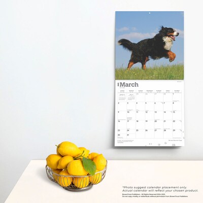 2025 BrownTrout Bernese Mountain Dogs 12" x 12" Monthly Wall Calendar (9781975476625)