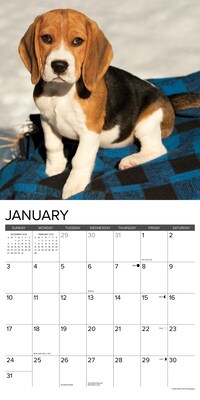 2027 Willow Creek Beagles 12" x 12" Monthly Wall Calendar, Assorted Colors (59104)