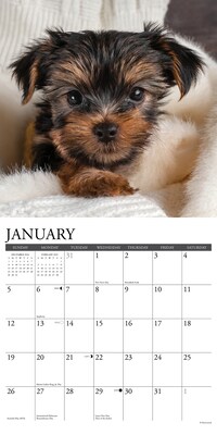 2025 Willow Creek Yorkie Puppies 12" x 12" Monthly Wall Calendar (45541)