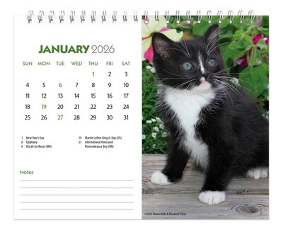 2026 BrownTrout Kittens 7.5" x 6" Monthly Desk Calendar (9798330704118)
