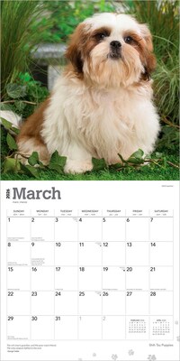 2026 BrownTrout Shih Tzu Puppies 12" x 12" Monthly Wall Calendar (9798330705559)