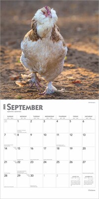 2025 BrownTrout Chickens 12" x 24" Monthly Square Wall Calendar, (9781975476830)