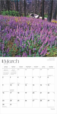 2025 BrownTrout Yosemite 12" x 24" Monthly Square Wall Calendar, (9781975475994)
