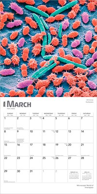 2026 BrownTrout Microscopic World of Innerspace 12" x 12" Monthly Wall Calendar (9798330703883)