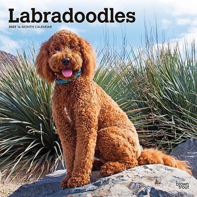 2023 BrownTrout Labradoodles 12 x 24 Monthly Wall Calendar, (9781975451950)