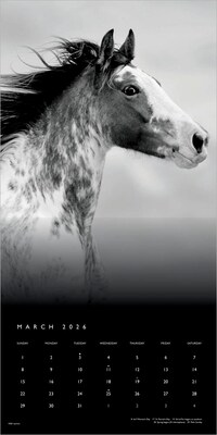 2026 BrownTrout The BrownTrout Portrait Series: The Noble Horse 12" x 12" Monthly Wall Calendar (9798330703753)