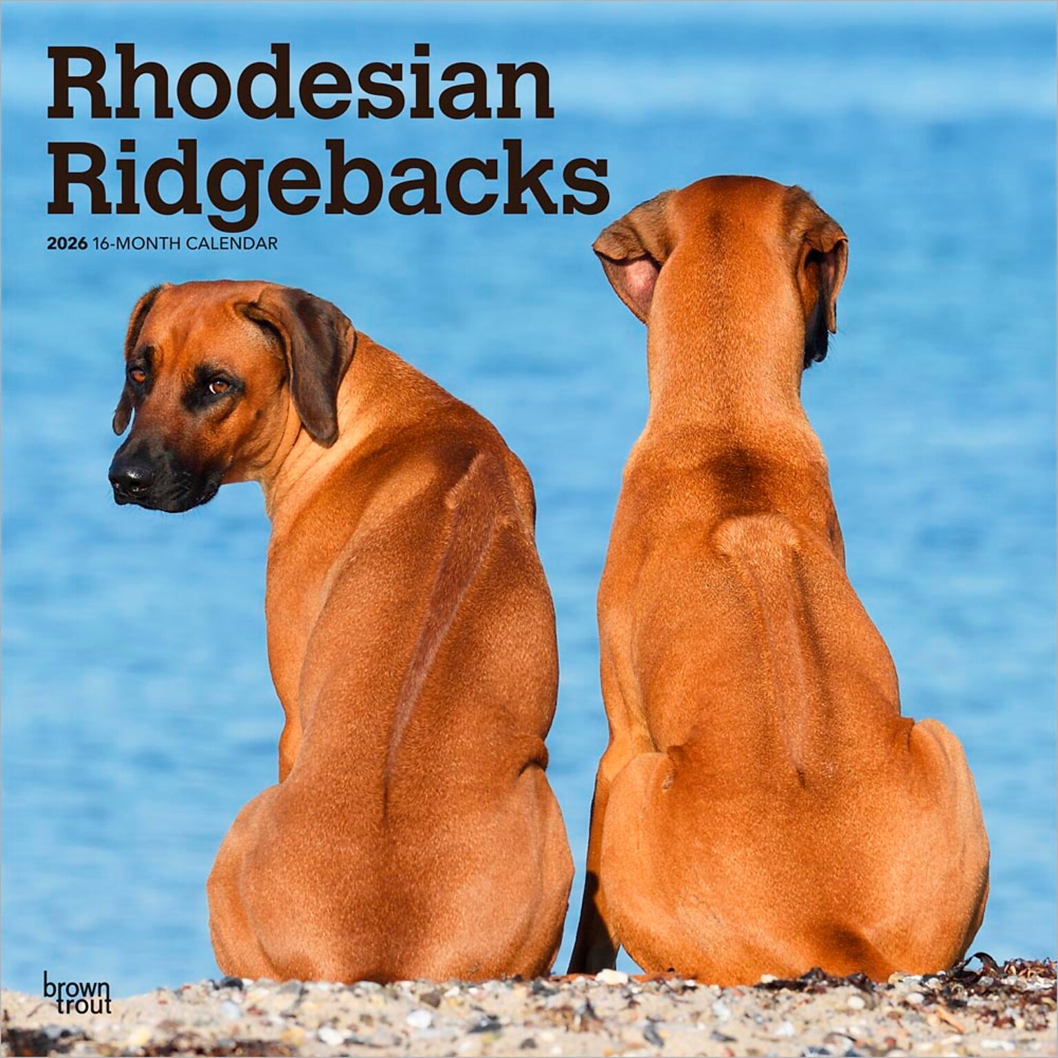2026 BrownTrout Rhodesian Ridgebacks 12 x 12 Monthly Wall Calendar (9798330705337)