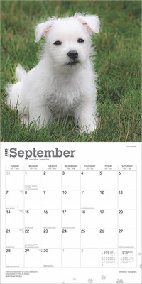 2025 BrownTrout West Highland White Terrier Puppies 12" x 12" Monthly Wall Calendar (9781975480738)