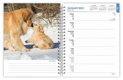 2025 BrownTrout Golden Retrievers 6" x 7.75" Weekly Engagement Planner, Paper Cover, Multicolored (9781975473150)