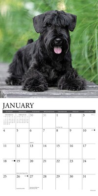 2026 Willow Creek Schnauzers 12" x 12" Monthly Wall Calendar (52686)