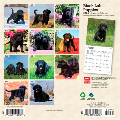 2026 BrownTrout Black Labrador Retriever Puppies 7 x 7 Monthly Wall Calendar (9798330704187)