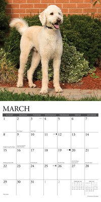 2026 Willow Creek Labradoodles 12" x 12" Monthly Wall Calendar (51726)