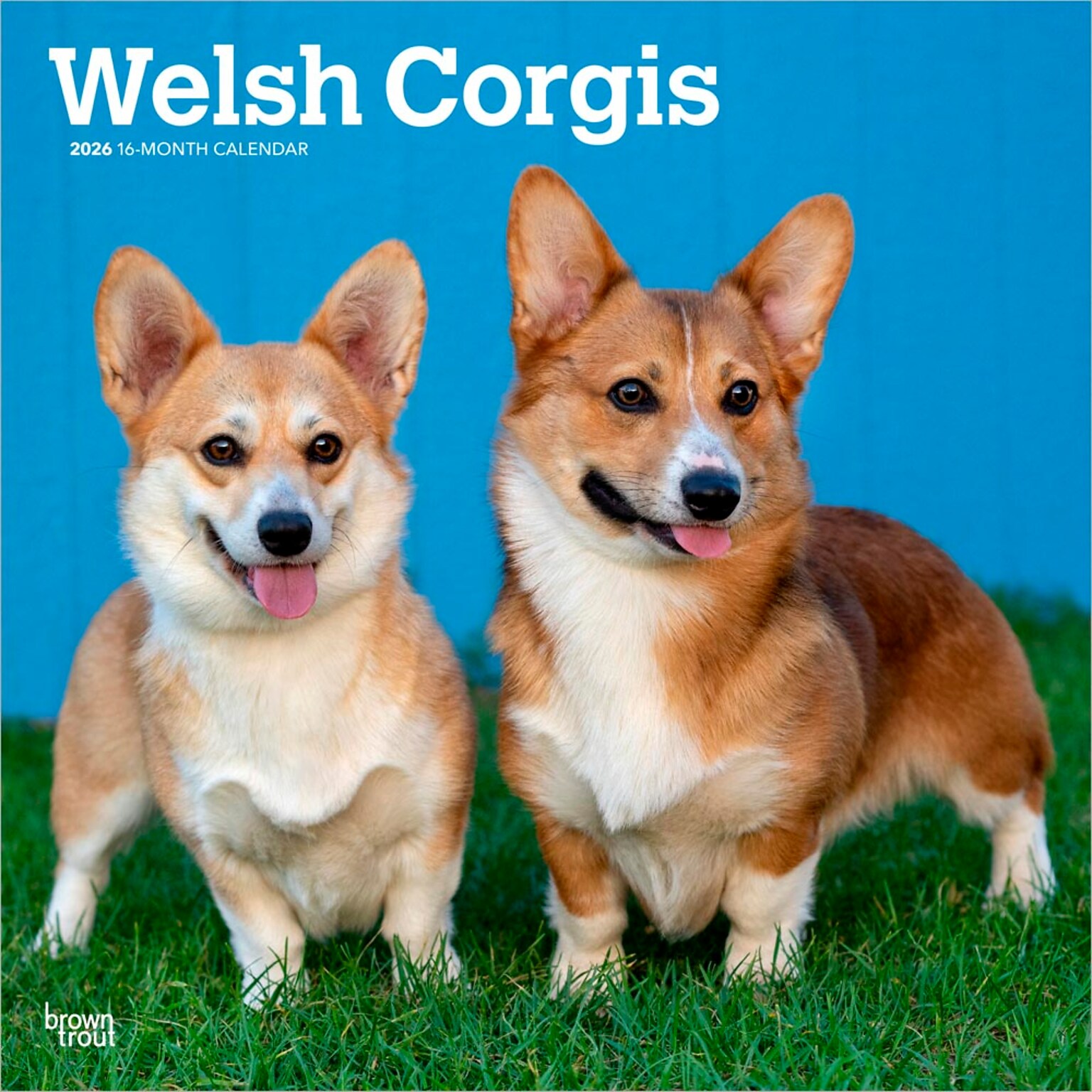 2026 BrownTrout Welsh Corgis 12 x 12 Monthly Wall Calendar (9798330706235)