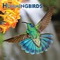 2023 BrownTrout Hummingbirds 12 x 24 Monthly Wall Calendar, (9781975449087)