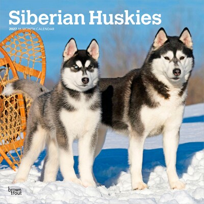 2027 BrownTrout Siberian Huskies 12 x 12 Monthly Wall Calendar (9798330712694)