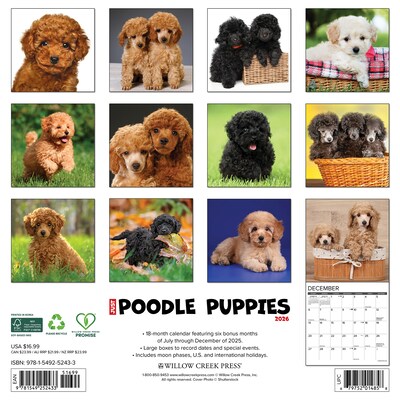 2026 Willow Creek Poodle Puppies 12 x 12 Monthly Wall Calendar (52433)