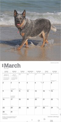 2025 BrownTrout Australian Cattle Dogs 12" x 24" Monthly Square Wall Calendar (9781975476533)