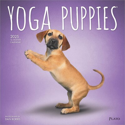 2025 Plato Yoga Puppies 12 x 12 Monthly  Wall Calendar (9781975480141)
